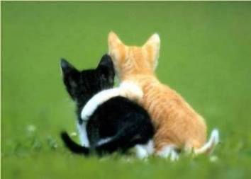 cats-hugging
