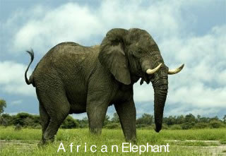 A f r i c a n Elephant