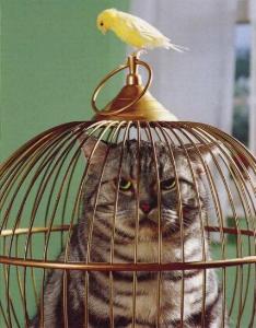 cat-cage