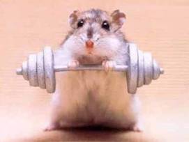hamster-weights