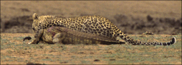Leopard savages crocodile in Kruger Park, South Africa