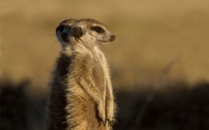 Adopt a meerkat