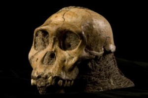 sediba-skull