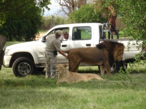 The National Geographic Animal Planet re-enactment