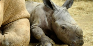Save the Rhino