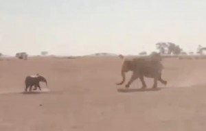 Elephant rescue
