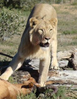 MZNP_lion_text_2