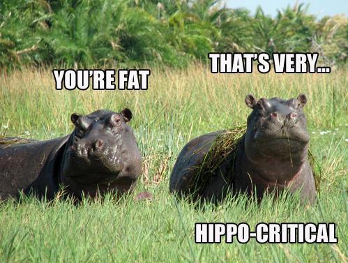 very-hippo-critical