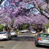 jacaranda-trees-melville