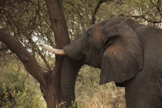 Video Emerges of Elephant Overturning Car in Kruger Park - SAPeople -  Worldwide South African News