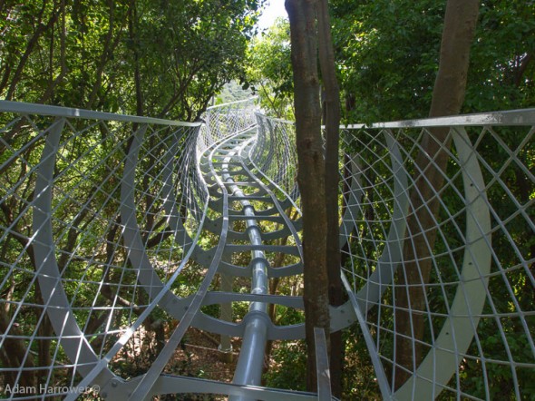 The steel frame at Kirstenbosch snakes its way through the trees like a boomslang The steel frame at Kirstenbosch snakes its way through the trees like a boomslang