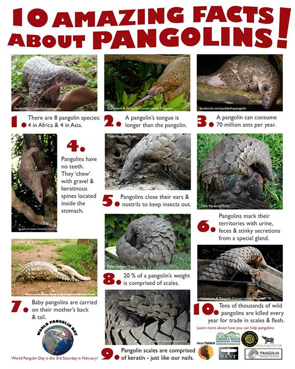 Pangolin Facts Pangolin Facts