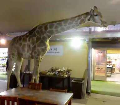 Perdy - tame giraffe in South Africa Perdy - tame giraffe in South Africa