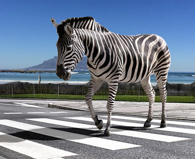 Zebra crossing