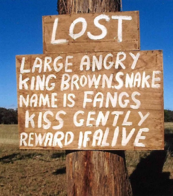 The lost snake The Lost Snake
