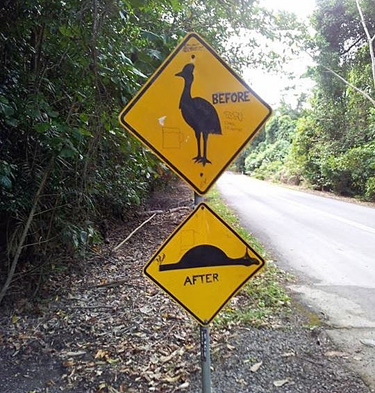 The Cassowary Warning The Cassowary Warning