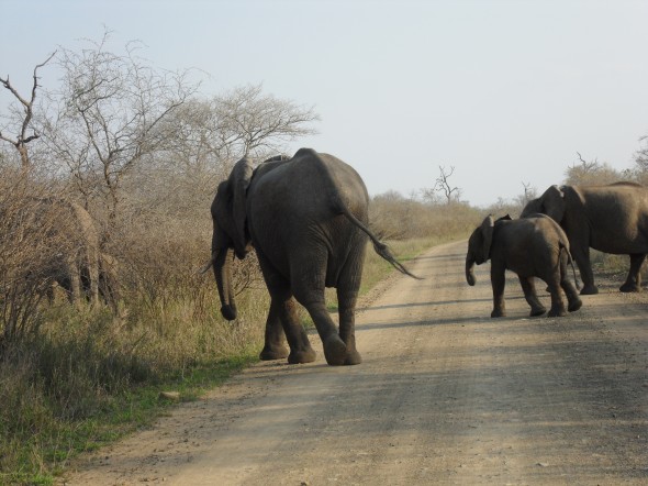 Elephants in the Kruger National Park