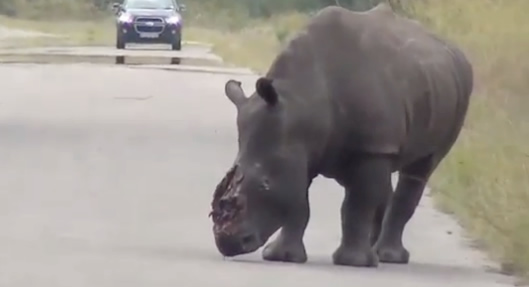 Dehorned rhino in Kruger National Park