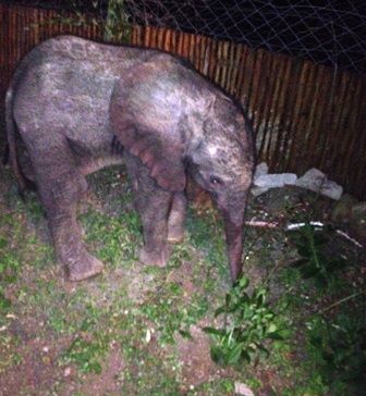 A lost baby elephant in the garden