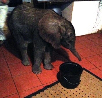 Baby Tom trying to drink water with her trunk....Bit too young for this yet 