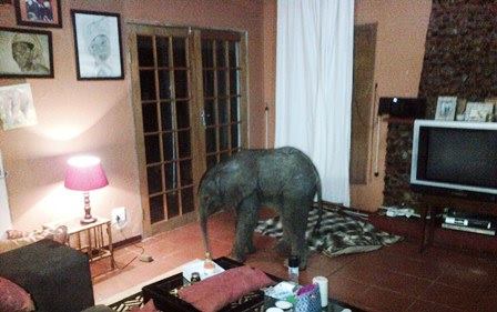 There's an elephant in the room! There's an elephant in the room!