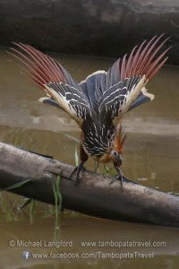 Hoatzin bird Hoatzin bird
