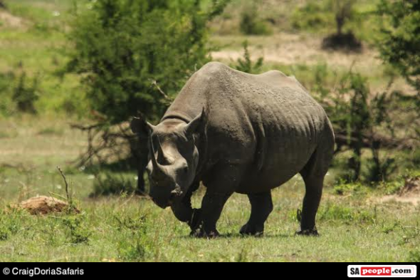 Rhino