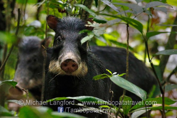 White Lipped Peccary White Lipped Peccary