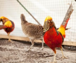 Birds in the Ukraine zoos are also affected Birds in the Ukraine zoos are also affected