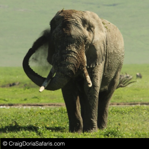 Elephant Elephant
