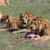 lions-in-the-ukraine