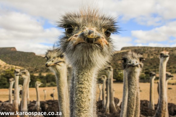 The Little Karoo - Ostrich Country.
