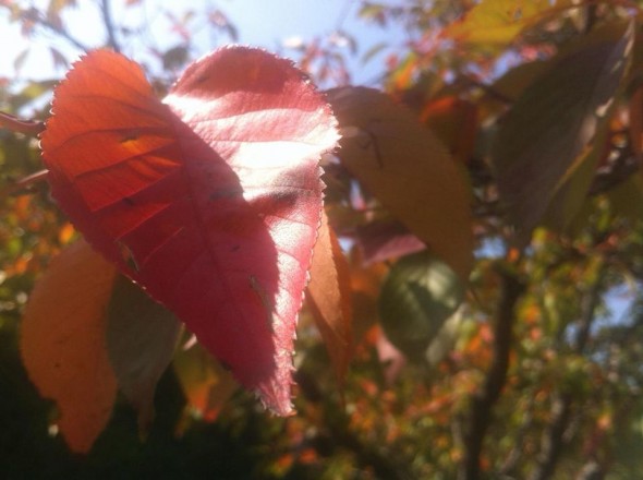 Heart shaped leaf. Autumn in Icheon, Gyeonggi-Do