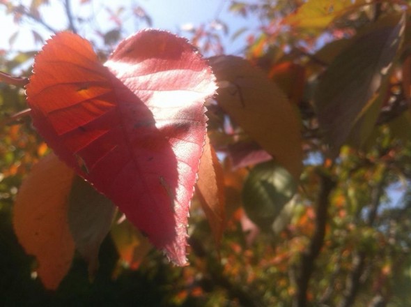 Heart shaped leaf. Autumn in Icheon, Gyeonggi-Do Heart shaped leaf. Autumn in Icheon, Gyeonggi-Do