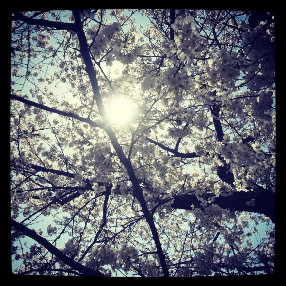 Cherry blossom during Spring Cherry blossom during Spring