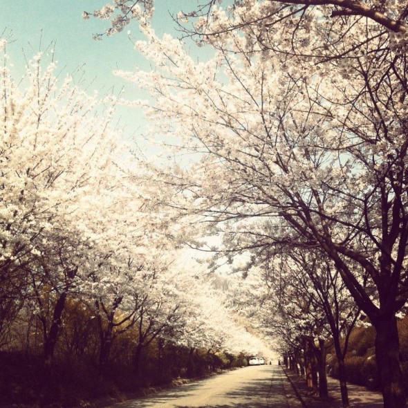 Cherry blossom during Spring Cherry blossom during Spring