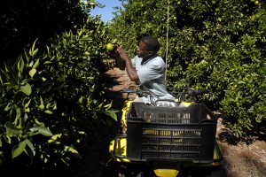 farm pic Piet Lwaneka checks the oranges and irrigation systems in orange groves in the Vaalharts Irrigation Scheme region, Northern Cape. Photo: Graeme Williams, MediaClubSouthAfrica.com