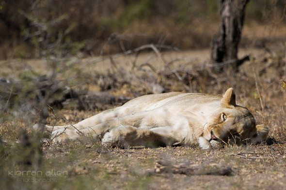 Lion around, South Africa Lion around, South Africa
