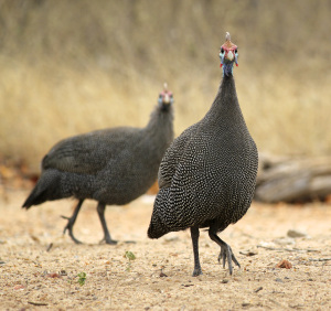 Guineafowl Guineafowl