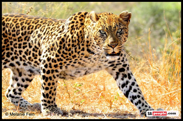 South African wildlife, Leopard South African wildlife, Leopard