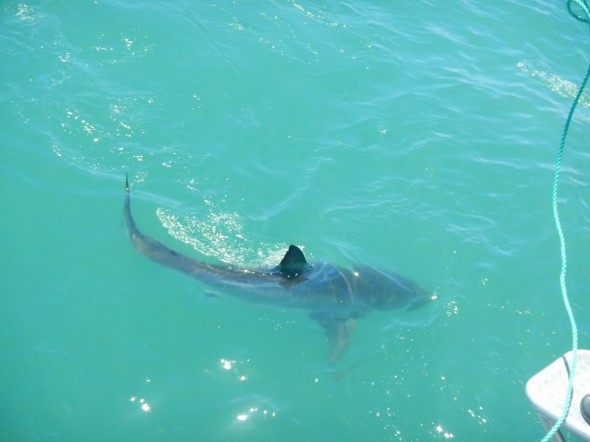 Great White Shark. Source: FB/SixMillionSteps Great White Shark. Source: FB/SixMillionSteps