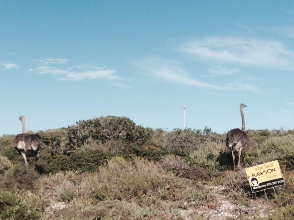 Yzerfontein Yzerfontein