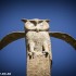 Nieu-Bethesda0012