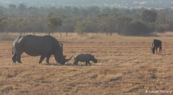 Little rhino with the Great Heart Little rhino with the Great Heart