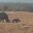 Little rhino with the Great Heart