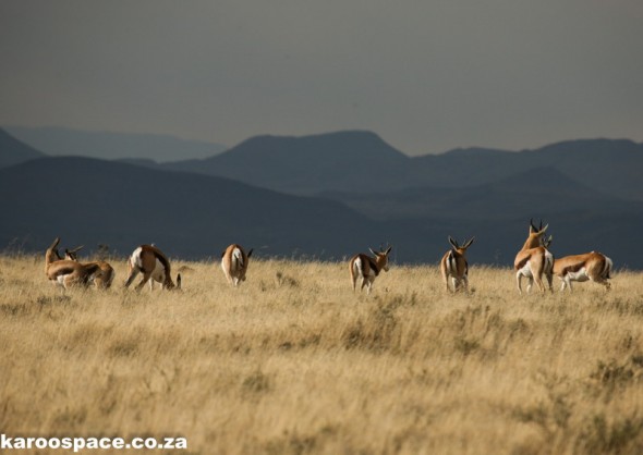 Landscape magic of springbok on a ridge at the Mountain Zebra National Park. Landscape magic of springbok on a ridge at the Mountain Zebra National Park.