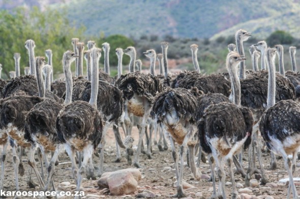 Ostriches, the big icon birds of the Little Karoo. Ostriches, the big icon birds of the Little Karoo.