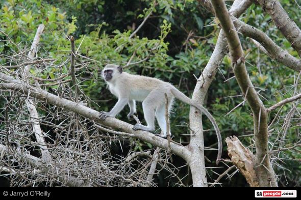 Monkeying around in an acacia! Monkeying around in an acacia!