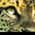 South African wildlife