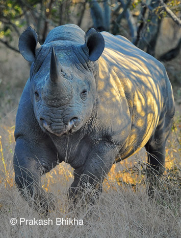 South African rhino under threat